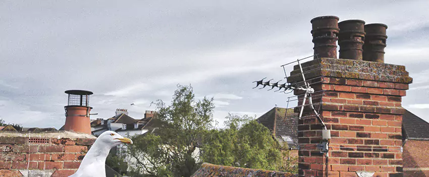 Chimney Cleaning And Restoration in Martinez, California